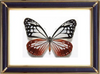 Parantica Sita & Chestnut Tiger Butterfly Suppliers & Wholesalers - CF Butterfly
