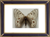 Parnassius Acdestis Butterfly Suppliers & Wholesalers - CF Butterfly
