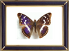 Apatura Iris & Purple Emperor Butterfly Suppliers & Wholesalers - CF Butterfly