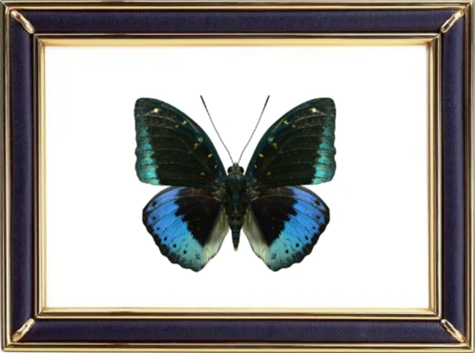 Lexias Pardalis & Archduke Caterpillar Suppliers & Wholesalers - CF Butterfly