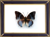 Charaxes Smaragdalis Butterfly Suppliers & Wholesalers - CF Butterfly