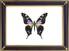 Graphium Weiskei Butterfly Suppliers & Wholesalers - CF Butterfly