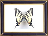 Iphiclides Podalirius & Scarce Swallowtail Butterfly Suppliers & Wholesalers - CF Butterfly