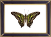Graphium Agamemnon & Tailed Jay Butterfly Suppliers & Wholesalers - CF Butterfly
