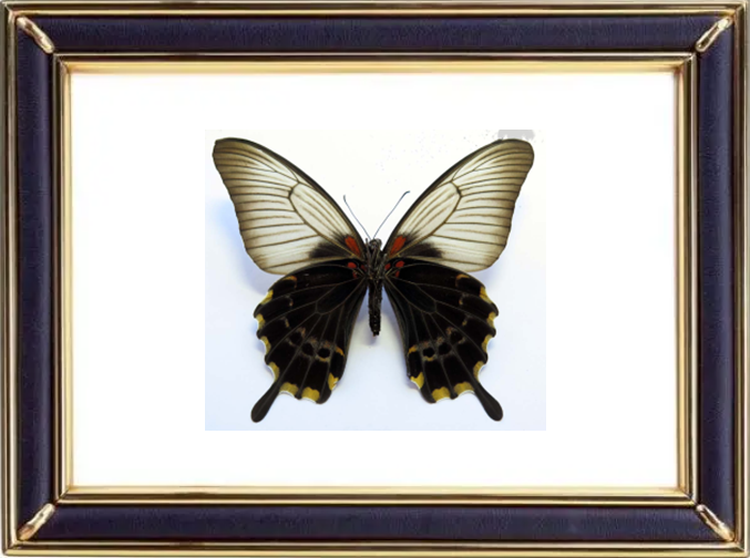 Papilio Lowii Suffusus Butterfly Suppliers & Wholesalers - CF Butterfly