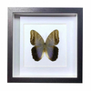 Buy Butterfly Frame Caligo Telamonius Suppliers & Wholesalers - CF Butterfly