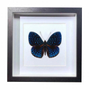 Buy Butterfly Frame Hamadryas Velutina Suppliers & Wholesalers - CF Butterfly