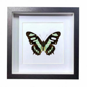 Buy Butterfly Frame Malachite Butterfly Suppliers & Wholesalers - CF Butterfly