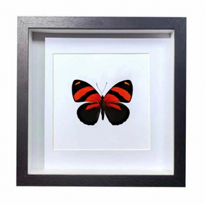 Buy Butterfly Frame Callicore Cynosura Suppliers & Wholesalers - CF Butterfly