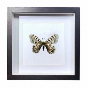 Buy Butterfly Frame Parnassius Hardwickii Suppliers & Wholesalers - CF Butterfly
