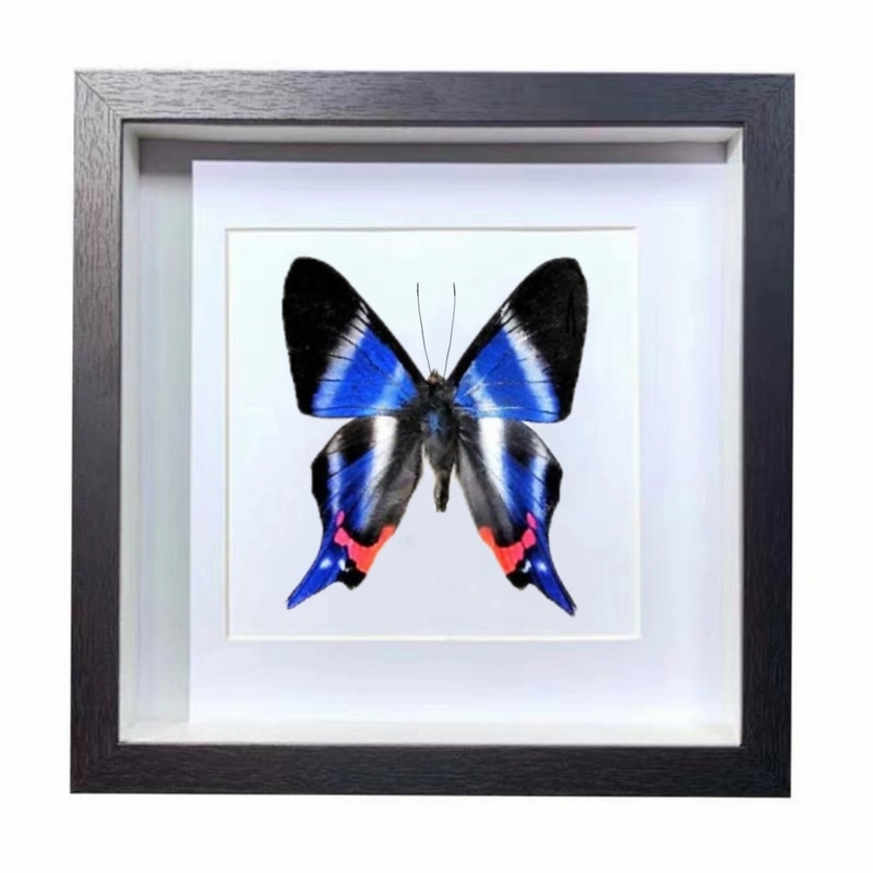 Buy Butterfly Frame Rhetus Dysonii Suppliers & Wholesalers - CF Butterfly