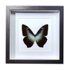 Buy Butterfly Frame Morpho Cisseis Suppliers & Wholesalers - CF Butterfly