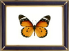 Danaus Chrysippus & African Monarch Butterfly Suppliers & Wholesalers - CF Butterfly