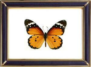 Danaus Chrysippus & African Monarch Butterfly Suppliers & Wholesalers - CF Butterfly