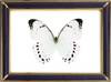 Morpho Luna Butterfly Suppliers & Wholesalers - CF Butterfly