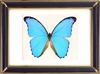 Morpho Didius Butterfly Suppliers & Wholesalers - CF Butterfly