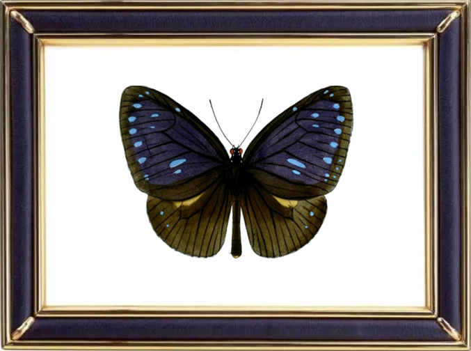 Euploea Eunice Butterfly Suppliers & Wholesalers - CF Butterfly
