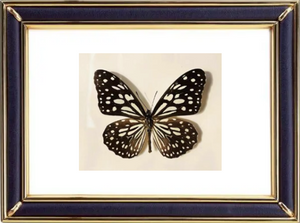 Tirumala Septentrionis & Dark Blue Tiger Butterfly Suppliers & Wholesalers - CF Butterfly