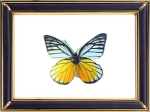 Prioneris Clemanthe Butterfly Suppliers & Wholesalers - CF Butterfly