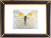 Anteos Clorinde Butterfly Suppliers & Wholesalers - CF Butterfly