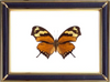 Consul Fabius & Tiger Leafwing Butterfly Suppliers & Wholesalers - CF Butterfly