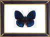Hamadryas Velutina Butterfly Suppliers & Wholesalers - CF Butterfly