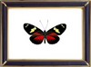 Heliconius Doris & Doris Longwing Suppliers & Wholesalers - CF Butterfly