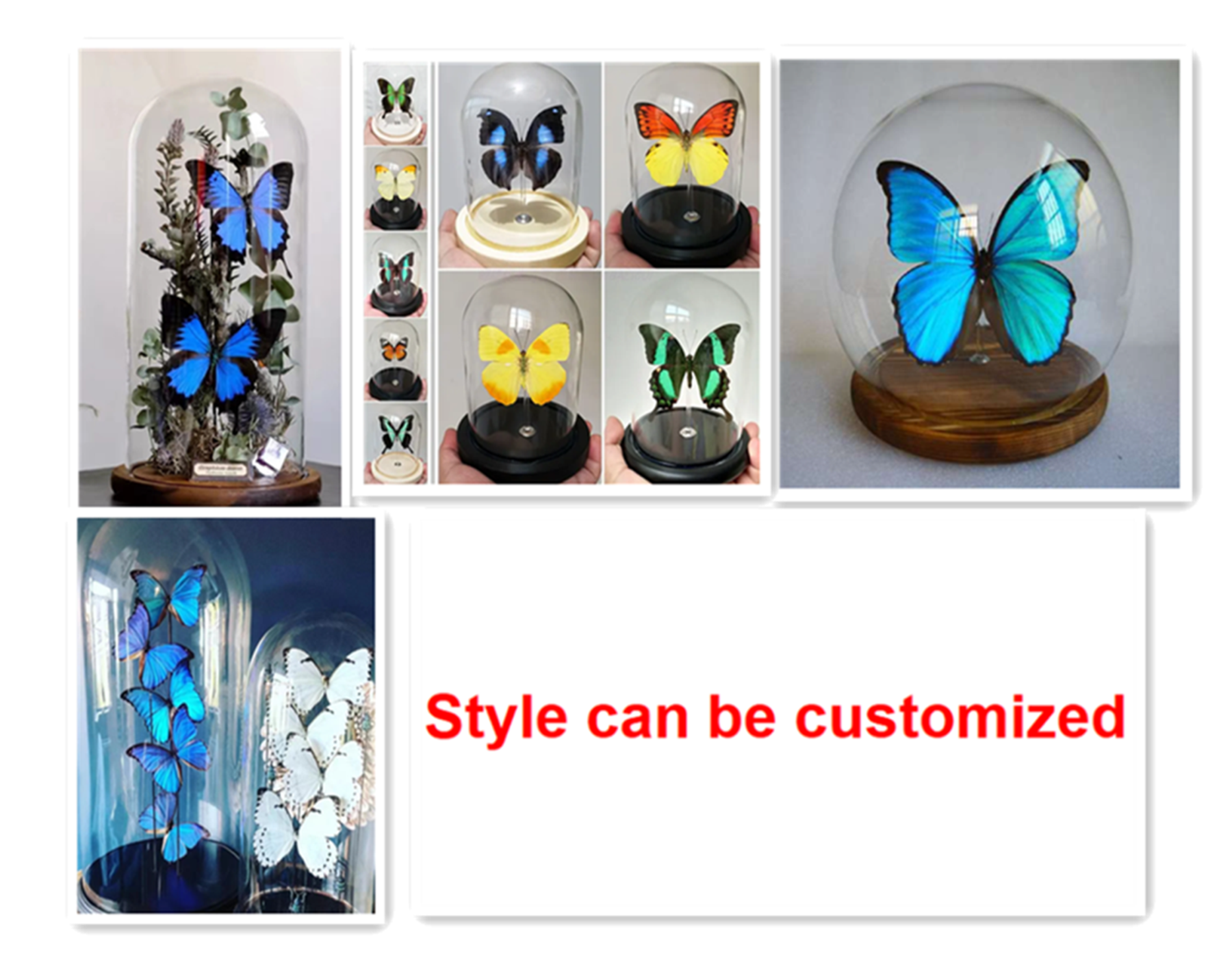 Morpho Marcus Butterfly Suppliers & Wholesalers - CF Butterfly