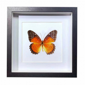 Buy Butterfly Frame Red Leopard Lacewing Butterfly Suppliers & Wholesalers - CF Butterfly