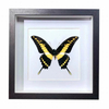 Buy Butterfly Frame Papilio Thoas Suppliers & Wholesalers - CF Butterfly