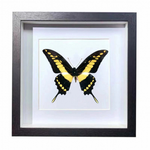 Buy Butterfly Frame Papilio Thoas Suppliers & Wholesalers - CF Butterfly