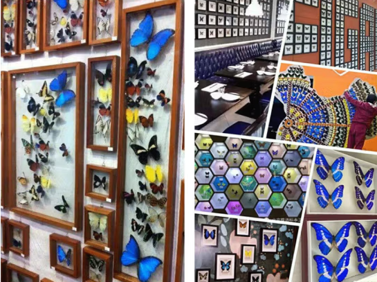Buy Butterfly Frame Melanargia Butterfly Suppliers & Wholesalers - CF Butterfly