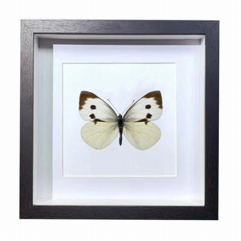 Buy Butterfly Frame Pieris Brassicae Suppliers & Wholesalers - CF Butterfly
