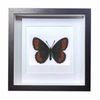 Buy Butterfly Frame Erebia Ligea Suppliers & Wholesalers - CF Butterfly