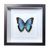 Buy Butterfly Frame Blue Morpho Peleides Suppliers & Wholesalers - CF Butterfly