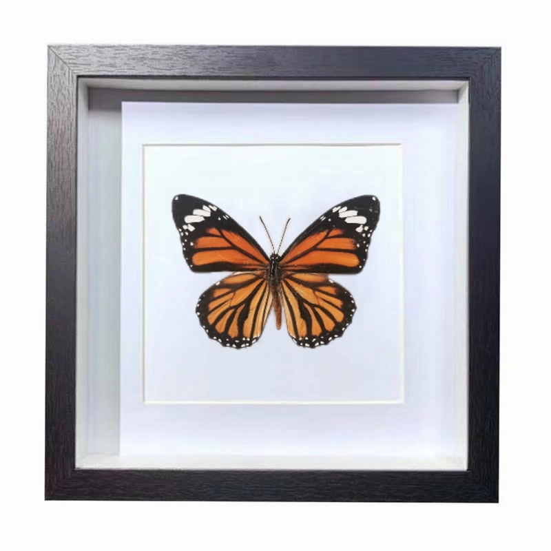 Buy Butterfly Frame Danaus Genutia Suppliers & Wholesalers - CF Butterfly