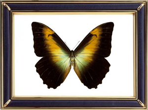 Morpho Telemachus Butterfly Suppliers & Wholesalers - CF Butterfly