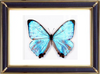 Morpho Sulkowskyi Butterfly Suppliers & Wholesalers - CF Butterfly