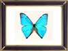 Morpho Aega Butterfly Suppliers & Wholesalers - CF Butterfly