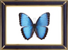 Morpho Achilles Butterfly Suppliers & Wholesalers - CF Butterfly