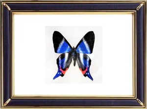 Rhetus Dysonii & Blue Doctor Butterfly Suppliers & Wholesalers - CF Butterfly