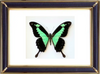 Papilio Phorcas Butterfly Suppliers & Wholesalers - CF Butterfly