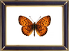 Brenthis Ino Butterfly Suppliers & Wholesalers - CF Butterfly