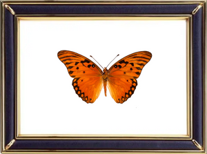 Agraulis Vanillae Suppliers & Wholesalers - CF Butterfly