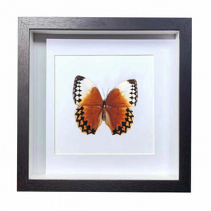Buy Butterfly Frame Stichophthalma Louisa Suppliers & Wholesalers - CF Butterfly