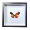 Buy Butterfly Frame Dryas Julia & Dryas Iulia Suppliers & Wholesalers - CF Butterfly