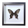 Buy Butterfly Frame Papilio Polytes Suppliers & Wholesalers - CF Butterfly