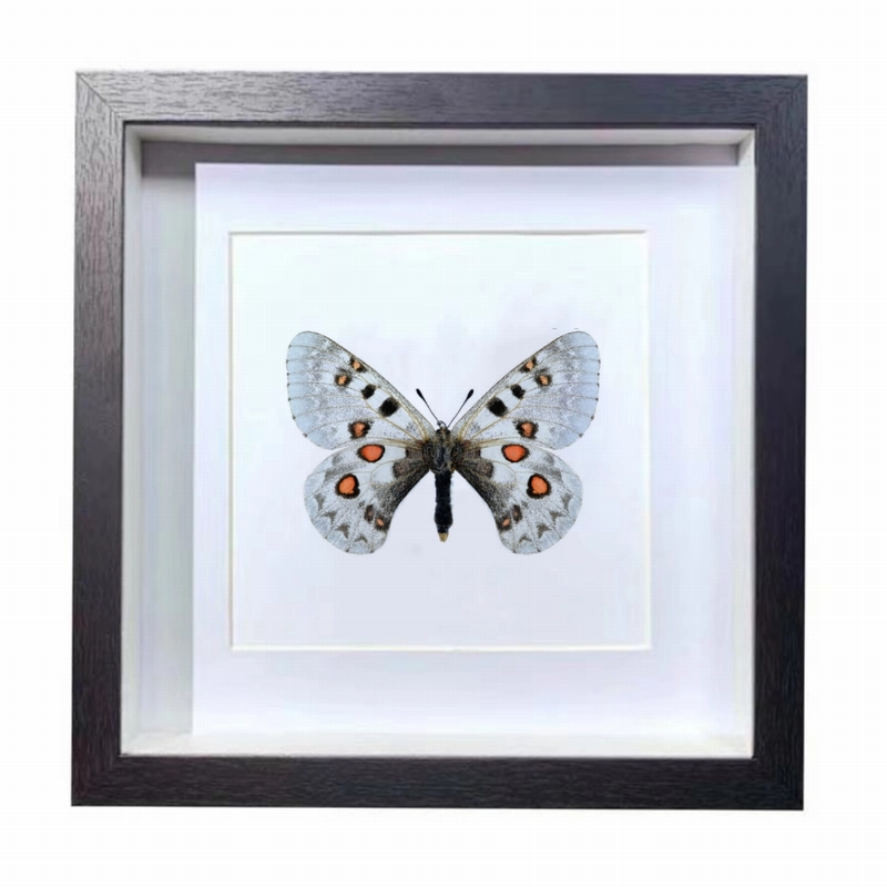 Buy Butterfly Frame Parnassius Tianschanicus Suppliers & Wholesalers - CF Butterfly