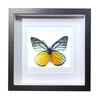 Buy Butterfly Frame Prioneris Clemanthe Suppliers & Wholesalers - CF Butterfly