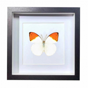 Buy Butterfly Frame Hebomoia Glaucippe Suppliers & Wholesalers - CF Butterfly